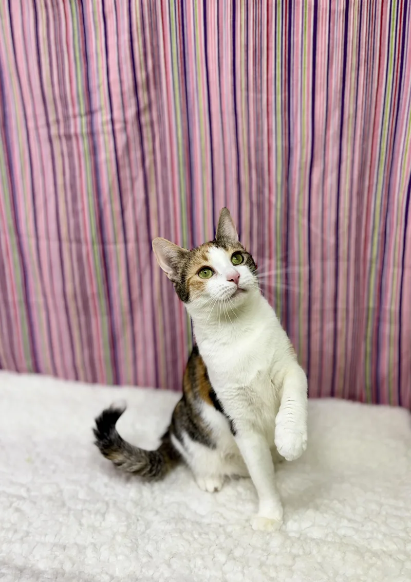 Furball thumbnail 2