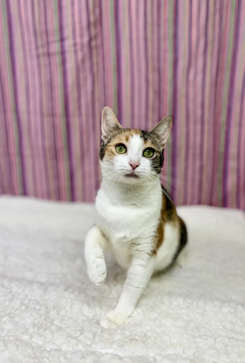 Furball thumbnail 3