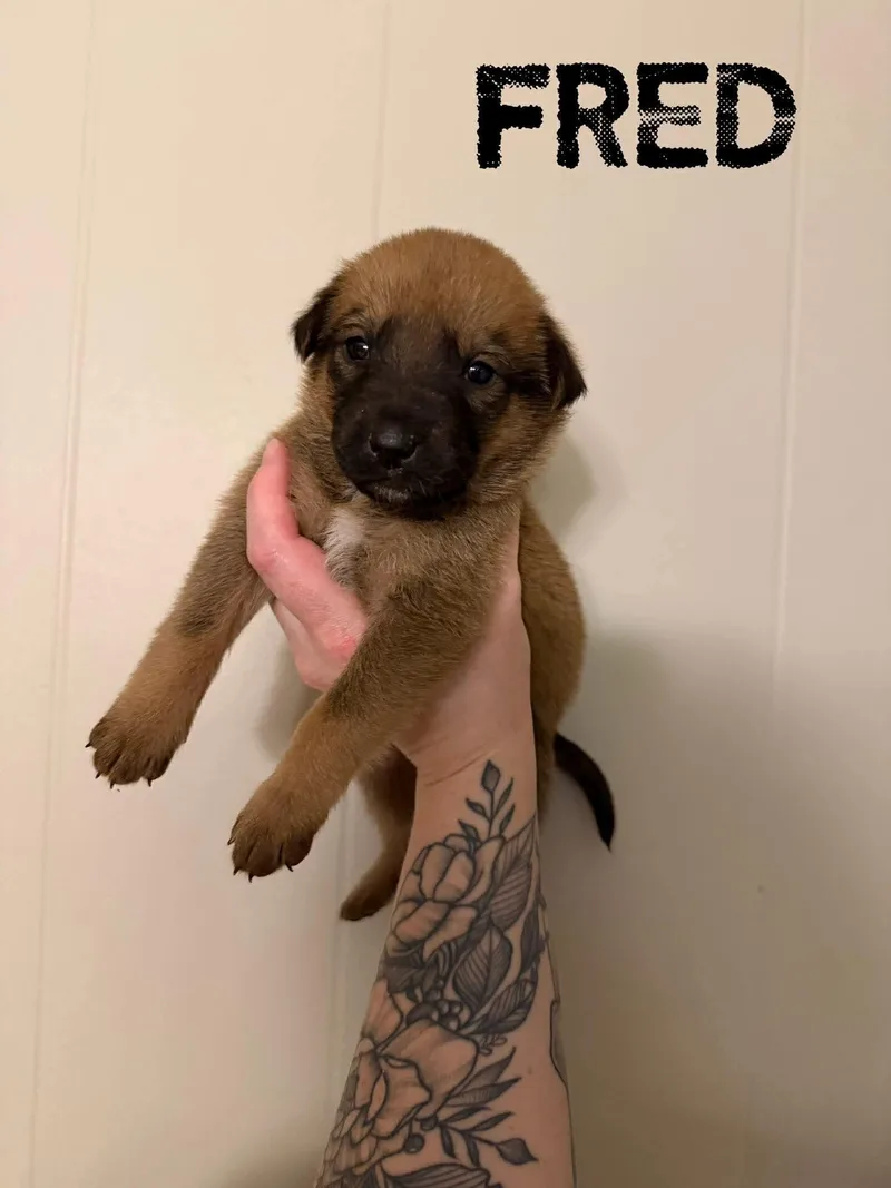 A baby medium-sized male Bicolor Labrador Retriever dog named Fred for adoption in Pine Bluff, AR