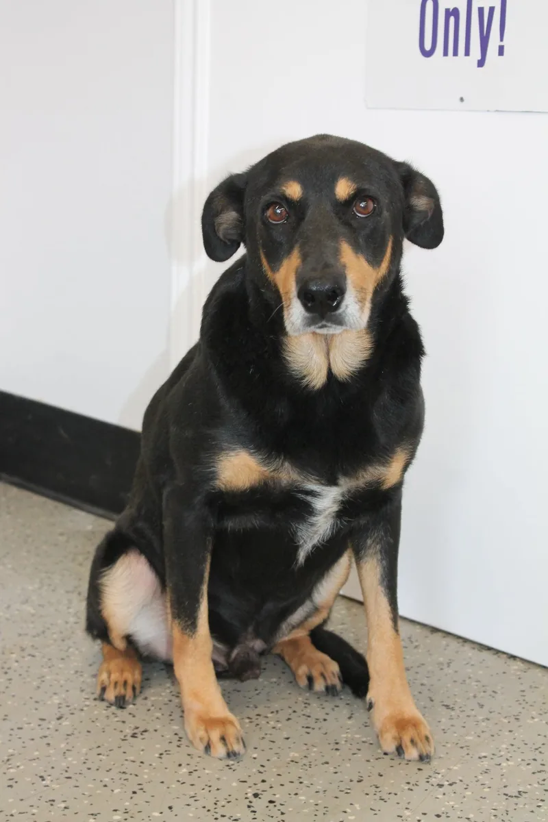 An adult medium-sized male Rottweiler dog named Tooter for adoption in Blue Springs, MO