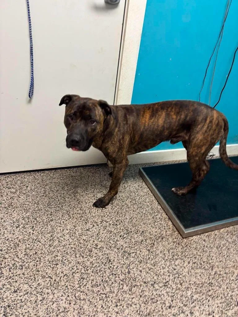 A young medium-sized male Pit Bull Terrier dog named Moonshine for adoption in Kendallville, IN