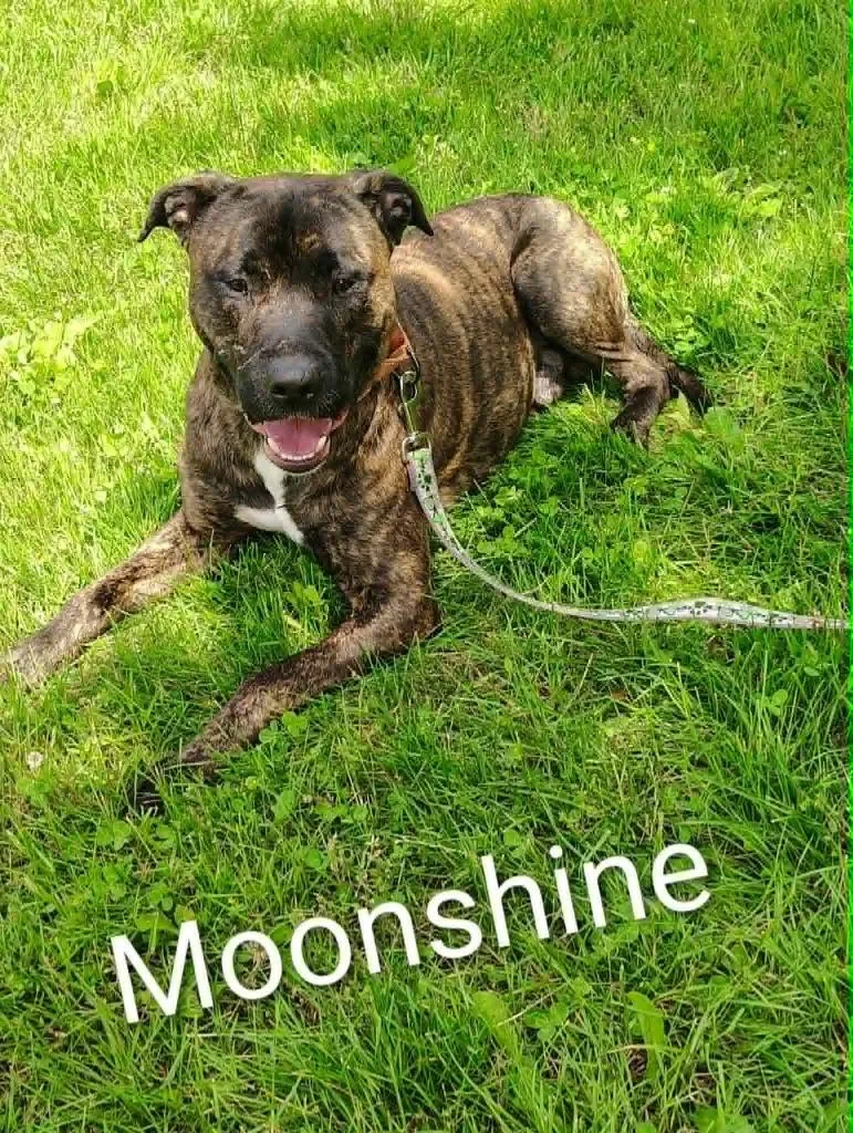 Moonshine thumbnail 2