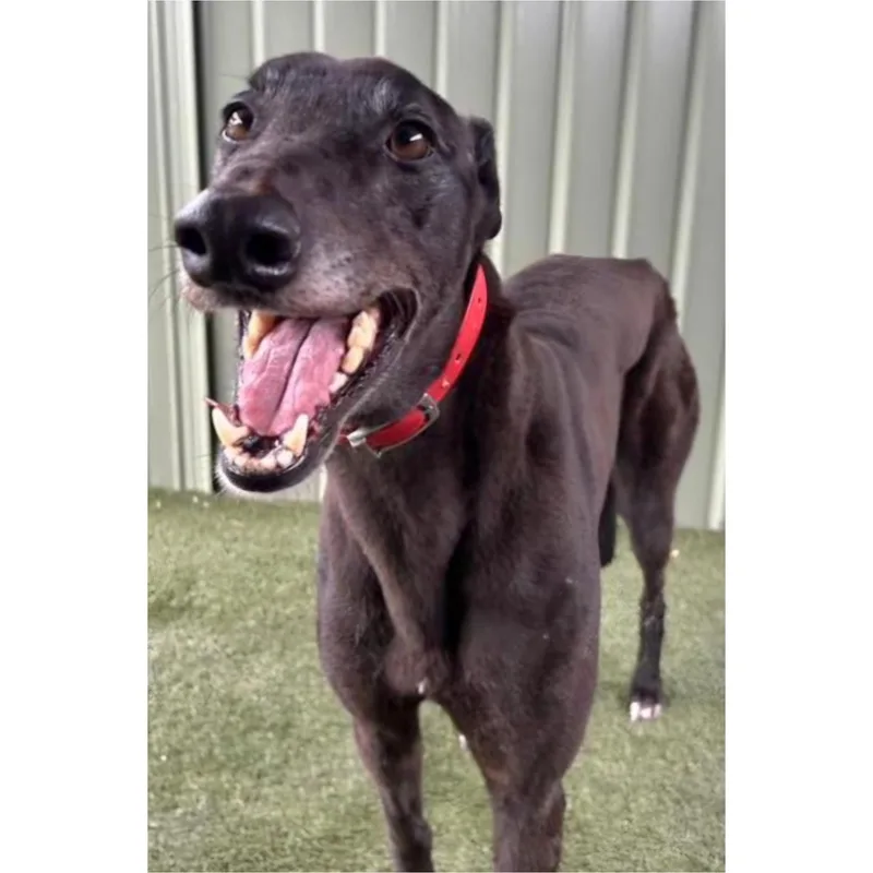 An adult large-sized male Greyhound dog named Soul Optic for adoption in Tarpon Springs, FL