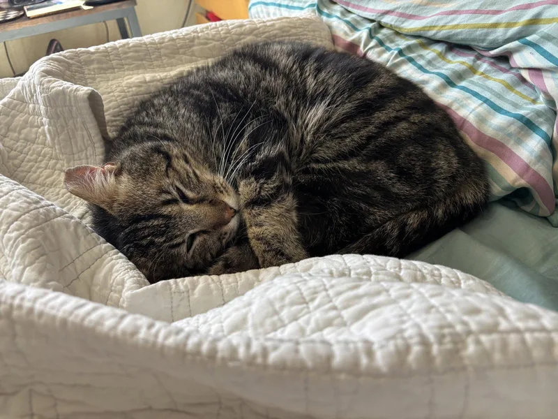 An adult medium-sized male Domestic Short Hair cat named Irving for adoption in Oakland, CA