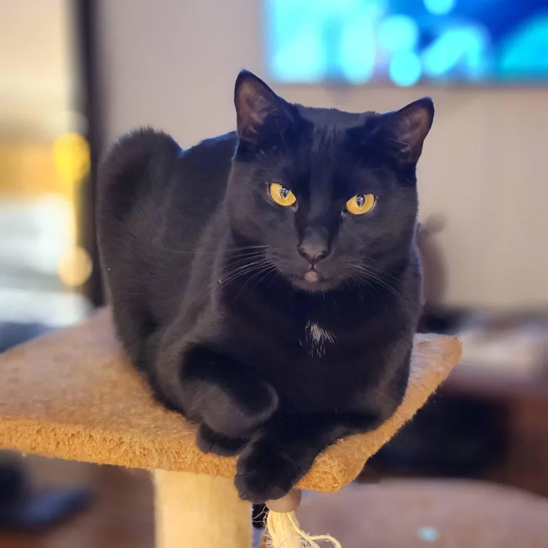 An adult medium-sized male Black Domestic Short Hair cat named Willy With The Goatee for adoption in Florham Park, NJ