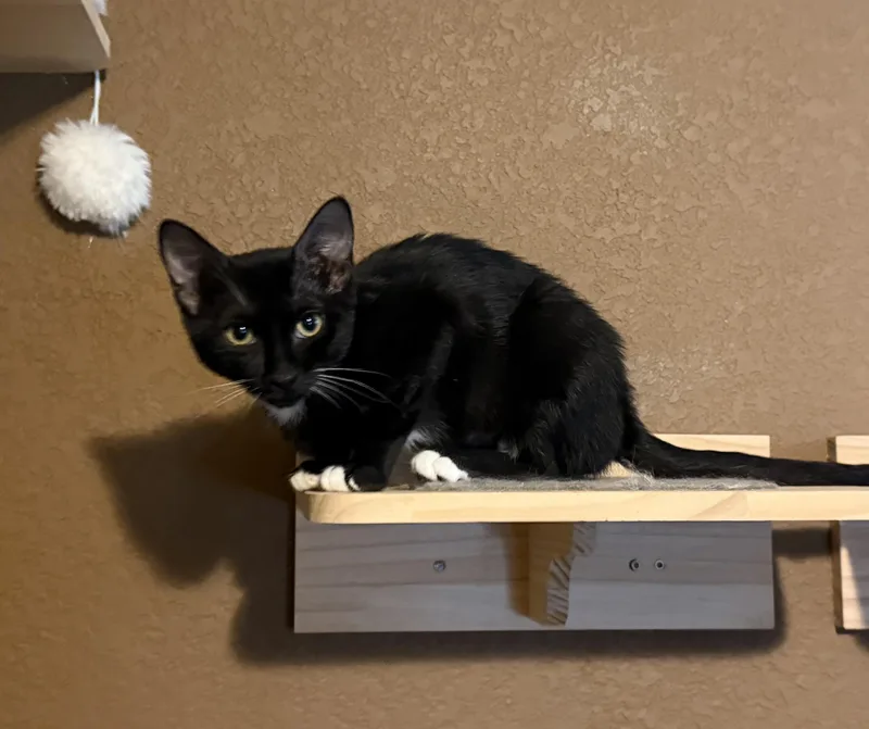 A baby small-sized female Black & White / Tuxedo Domestic Short Hair cat named Vin for adoption in Schertz, TX