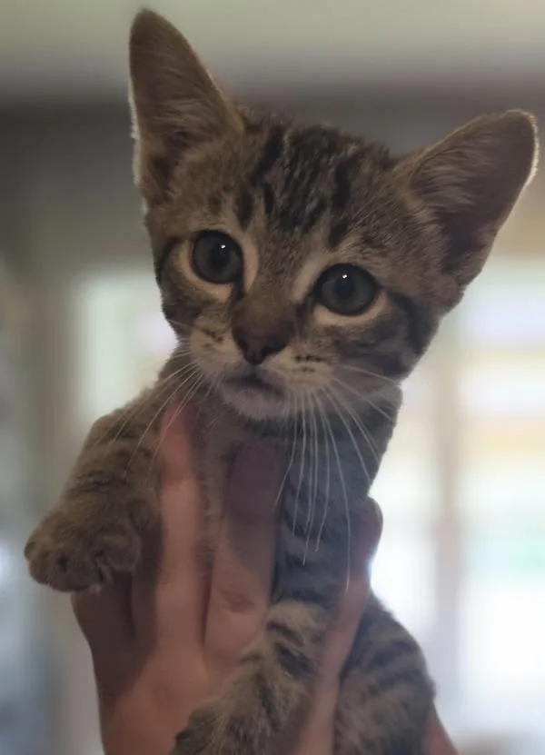 A baby small-sized male Domestic Short Hair cat named Heathcliff for adoption in Cleveland, TN