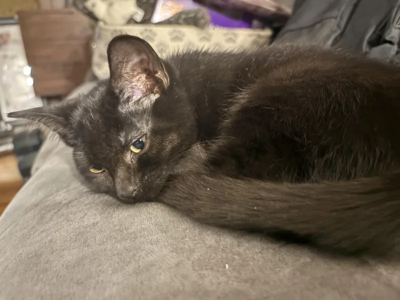 A young medium-sized female Black Domestic Short Hair cat named Cleo for adoption in Riverside, RI