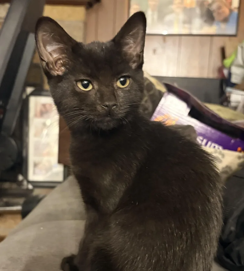Cleo thumbnail 2