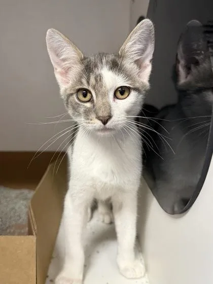 A baby small-sized male Domestic Short Hair cat named Webkinz for adoption in West Chester, PA