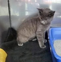 A baby small-sized male Domestic Short Hair cat named Dragon for adoption in Fishers, IN