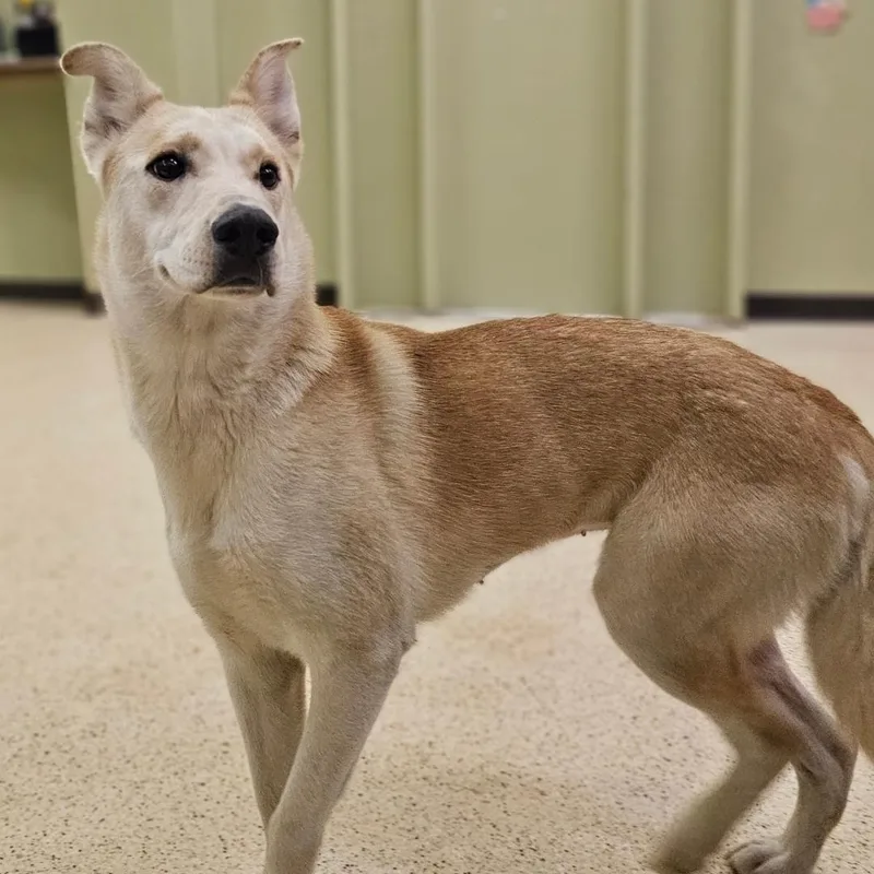 Princess thumbnail 3