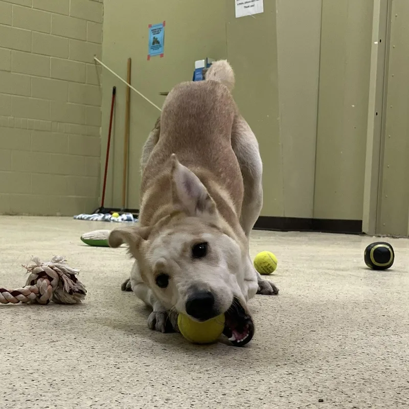 Princess thumbnail 4