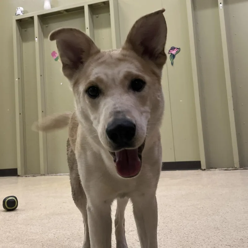 Princess thumbnail 5