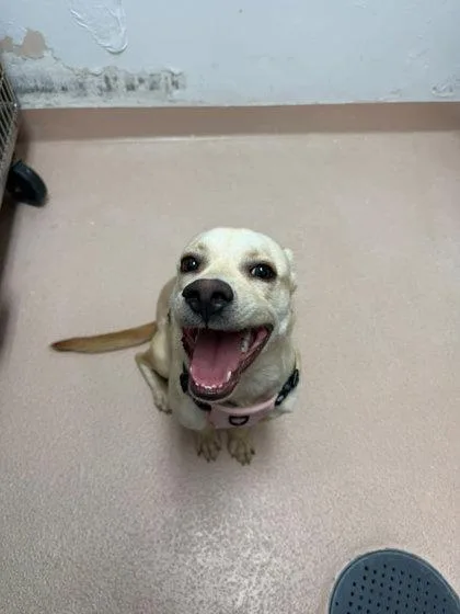 An adult small-sized female Mixed Breed dog named Rini for adoption in North Miami Beach, FL
