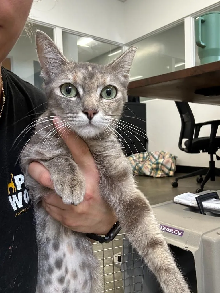A young small-sized female Domestic Short Hair cat named Emma for adoption in Thousand Oaks, CA