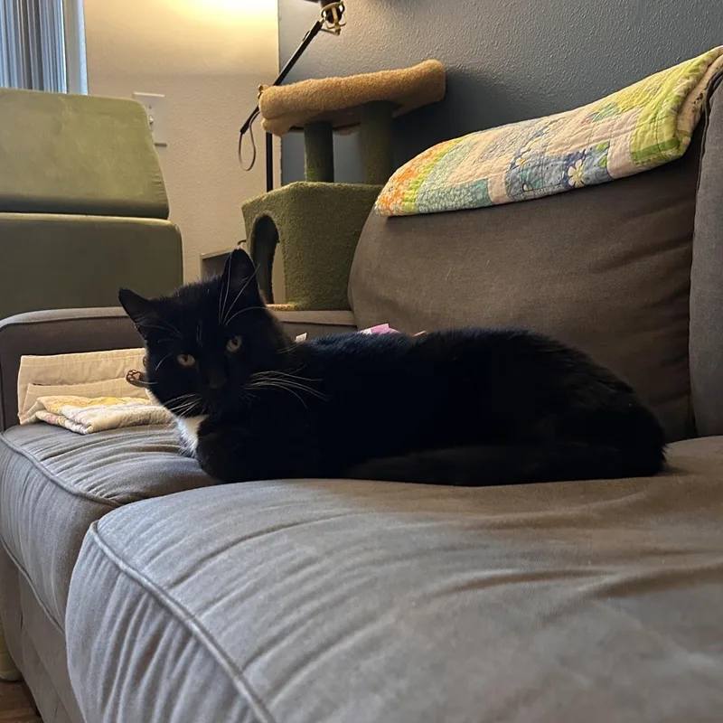 A senior large-sized male Black & White / Tuxedo Domestic Short Hair cat named Mr. Webster for adoption in Renton , WA