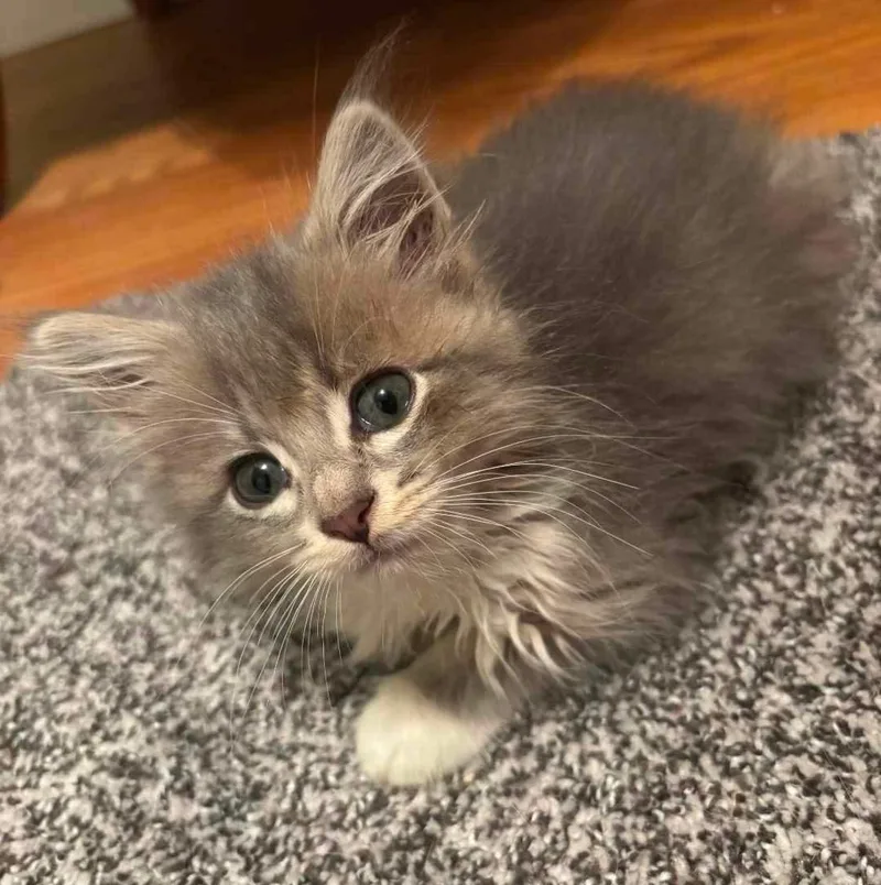 A baby small-sized female Gray / Blue / Silver Domestic Long Hair cat named Miki for adoption in Mineral Point, WI