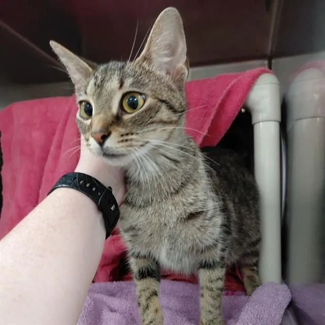 A young medium-sized female Domestic Short Hair cat named Carnival for adoption in Huntsville, AL