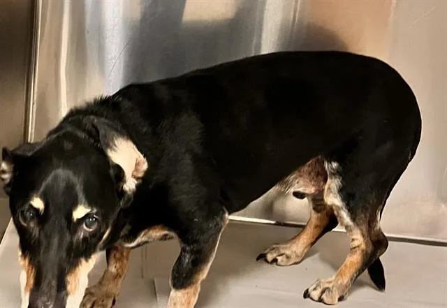 A senior large-sized male Terrier dog named Lefty for adoption in Miami, FL