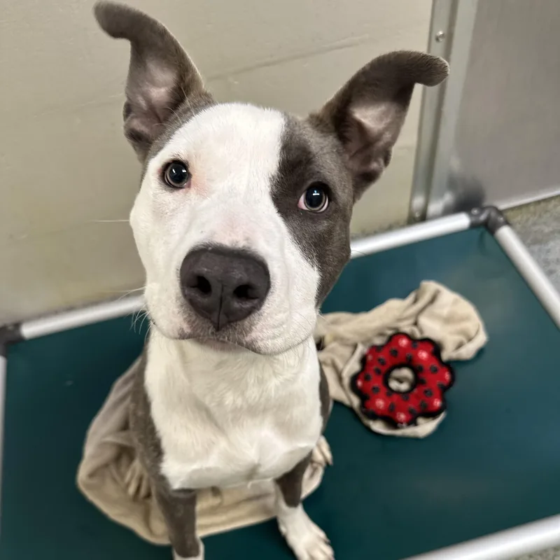 A baby medium-sized male American Bully dog named Dior for adoption in Manassas, VA