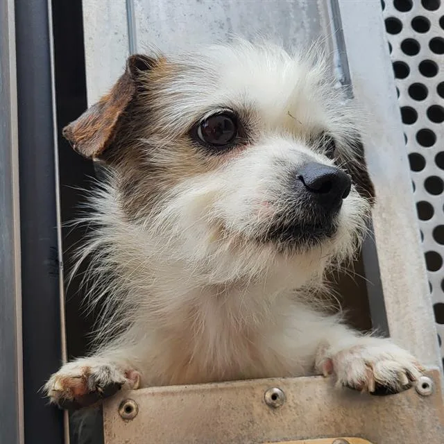 An adult small-sized female Terrier dog named Shelly for adoption in San Antonio, TX