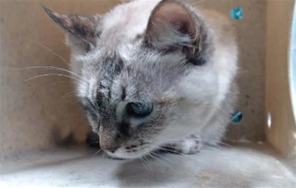 A senior medium-sized female Domestic Short Hair cat named Snowball for adoption in Downey, CA