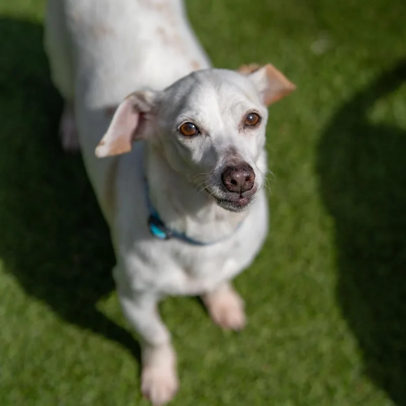 An adult small-sized female White / Cream Chihuahua dog named Jewel for adoption in Gainesville, GA