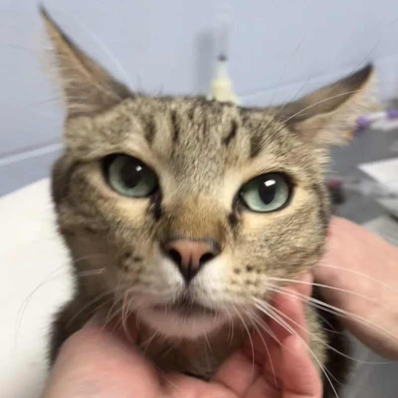 An adult large-sized male Domestic Short Hair cat named Dill Pickle for adoption in DeKalb, IL