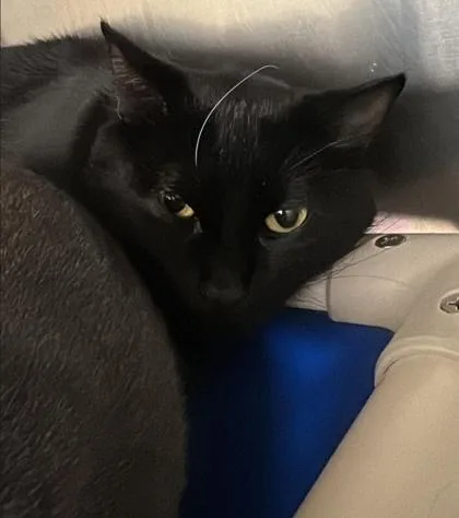 An adult small-sized male Black Domestic Short Hair cat named Perry Onyx for adoption in Annapolis, MD