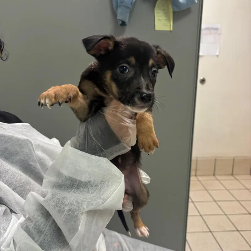 A baby small-sized female Black Mixed Breed dog named Wendy for adoption in Charleston, WV