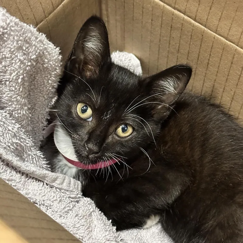 A baby small-sized female Black Domestic Short Hair cat named Miley for adoption in Chattanooga, TN