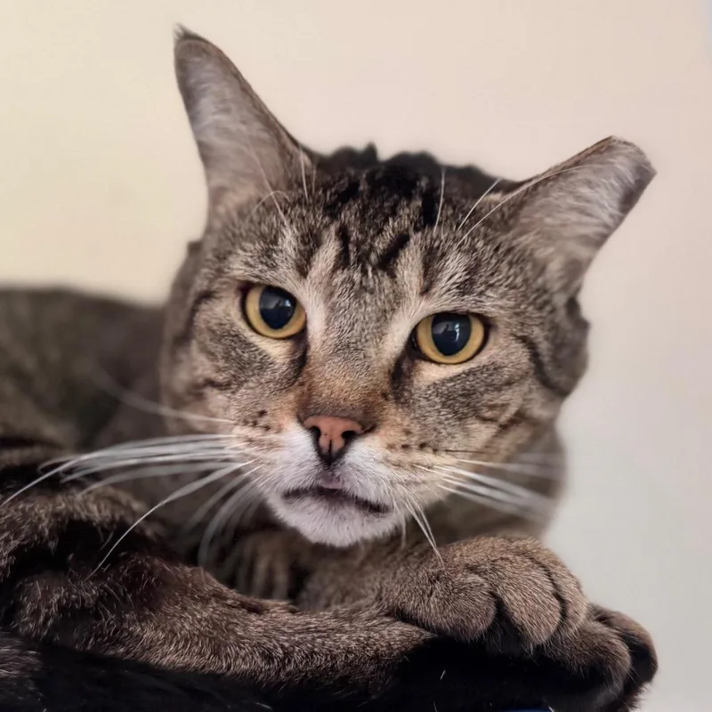 An adult large-sized male Brown / Chocolate Domestic Short Hair cat named Daffy Duck for adoption in Salisbury, MA