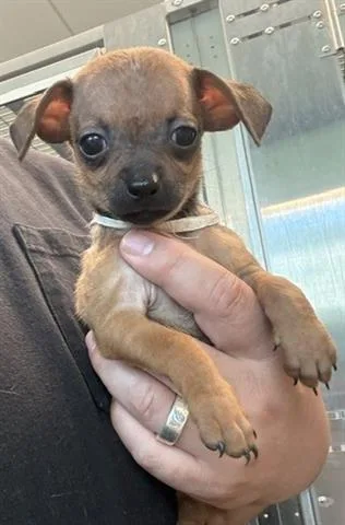 A baby small-sized male Chihuahua dog named Ben for adoption in San Martin, CA