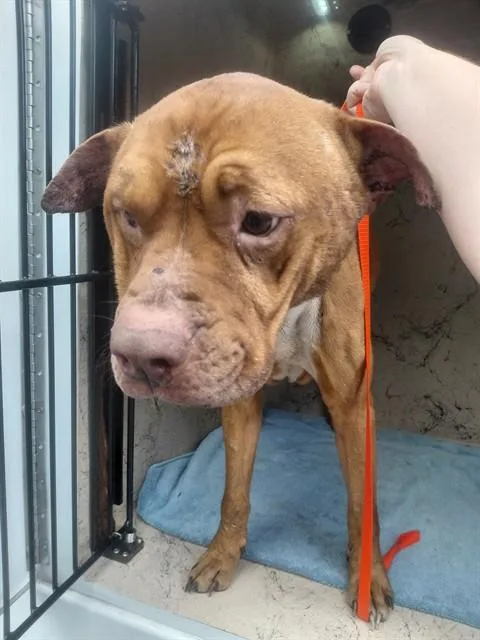 An adult large-sized male Pit Bull Terrier dog named Budda for adoption in Saint Cloud, FL
