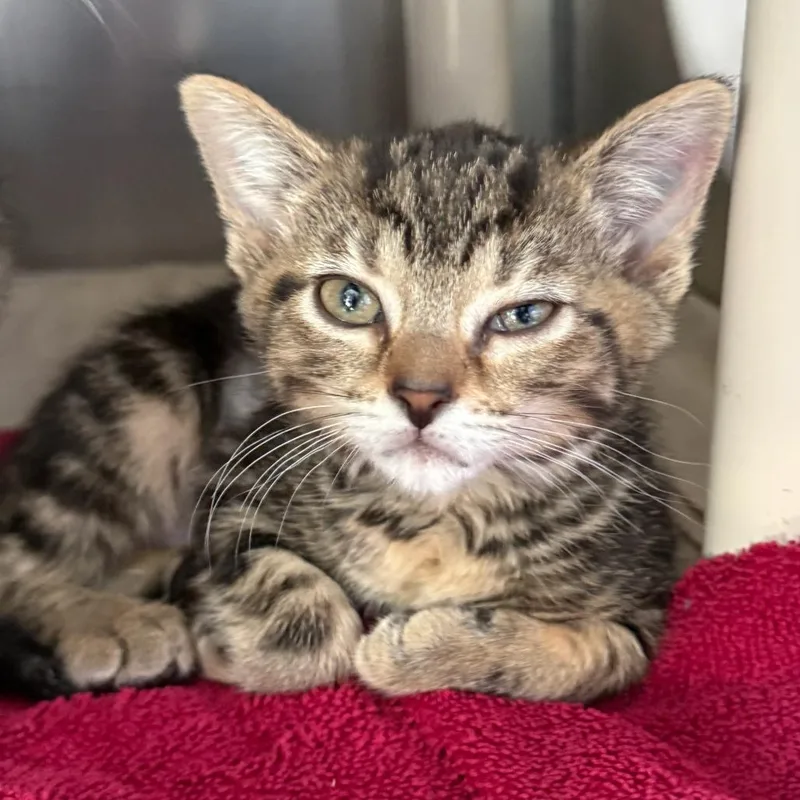 A baby small-sized female Brown / Chocolate Domestic Short Hair cat named Elena for adoption in Marshall, VA