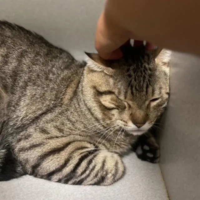 A young medium-sized male Domestic Short Hair cat named Tiramisu for adoption in Aurora, CO