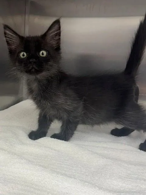 A baby small-sized male Domestic Short Hair cat named Pewter for adoption in Naples, FL