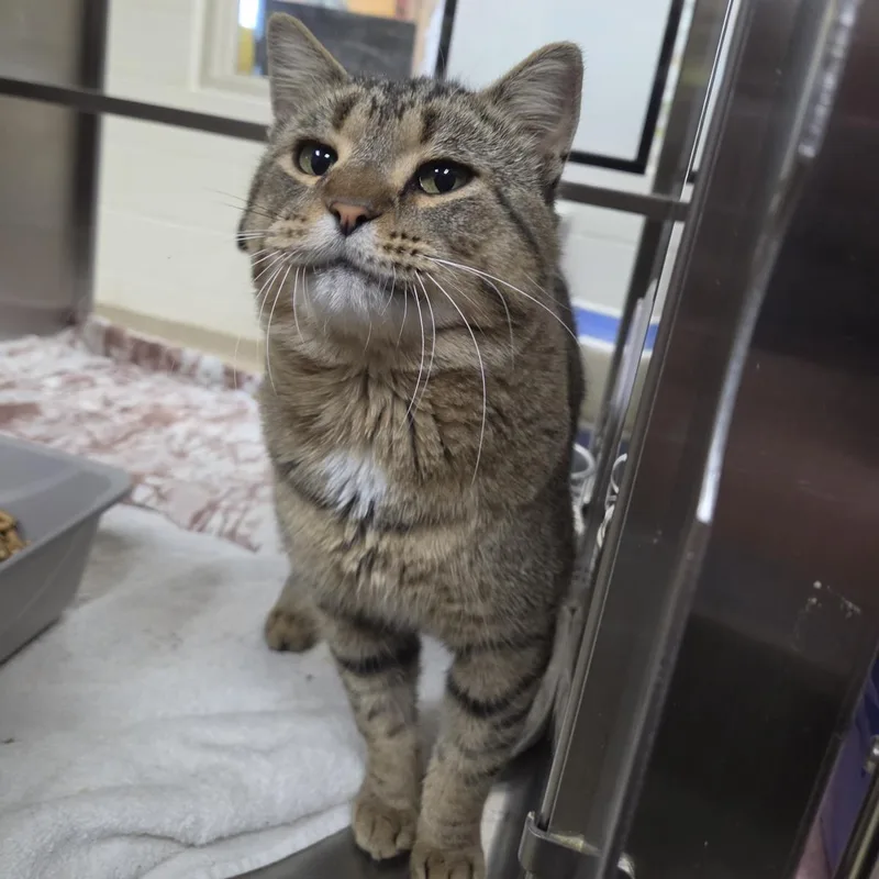 An adult large-sized male Domestic Short Hair cat named Big Tony for adoption in Plover, WI