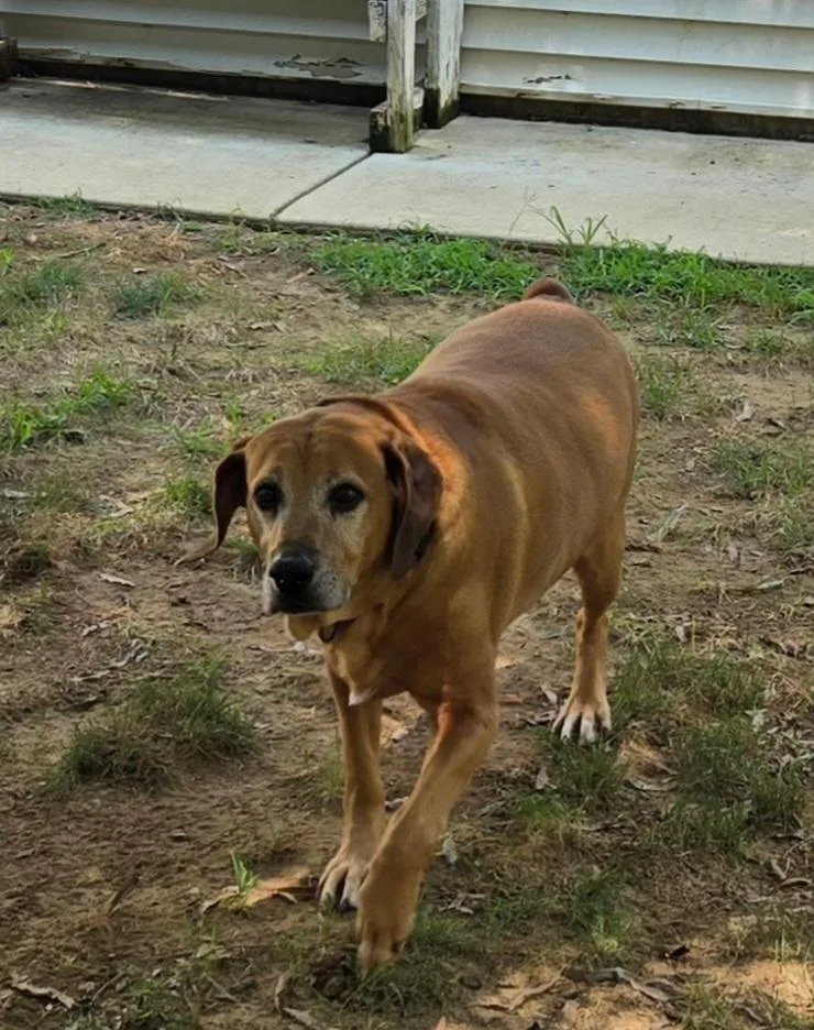 A senior large-sized male Brown / Chocolate Redbone Coonhound dog named Clyde for adoption in Stanley, VA