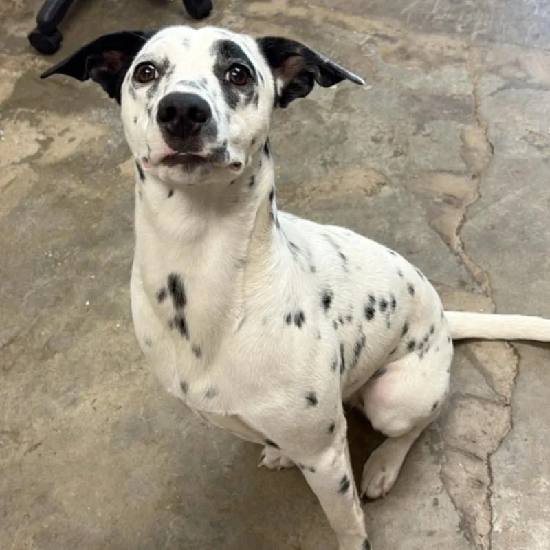 An adult medium-sized female White / Cream Dalmatian dog named Alani for adoption in Cleveland, MS