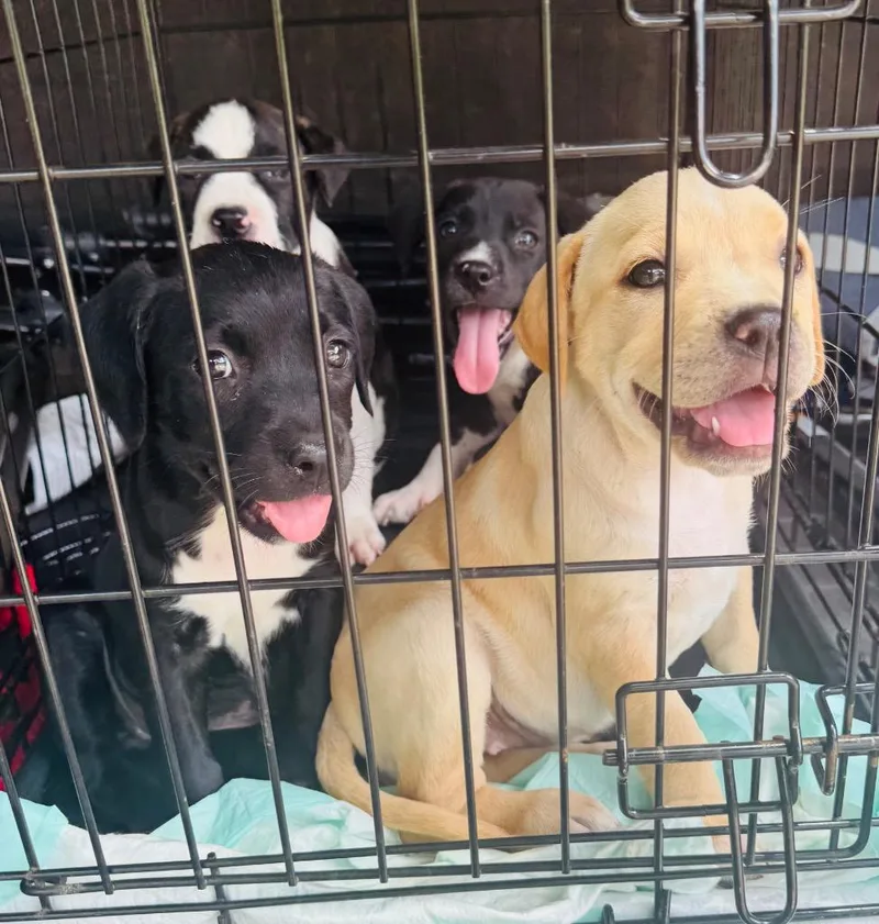 A baby large-sized female Labrador Retriever dog named Caroline Hansen for adoption in Claremore, OK