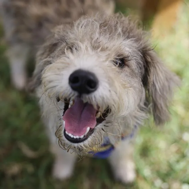 A young medium-sized male Terrier dog named Vincent for adoption in San Antonio, TX
