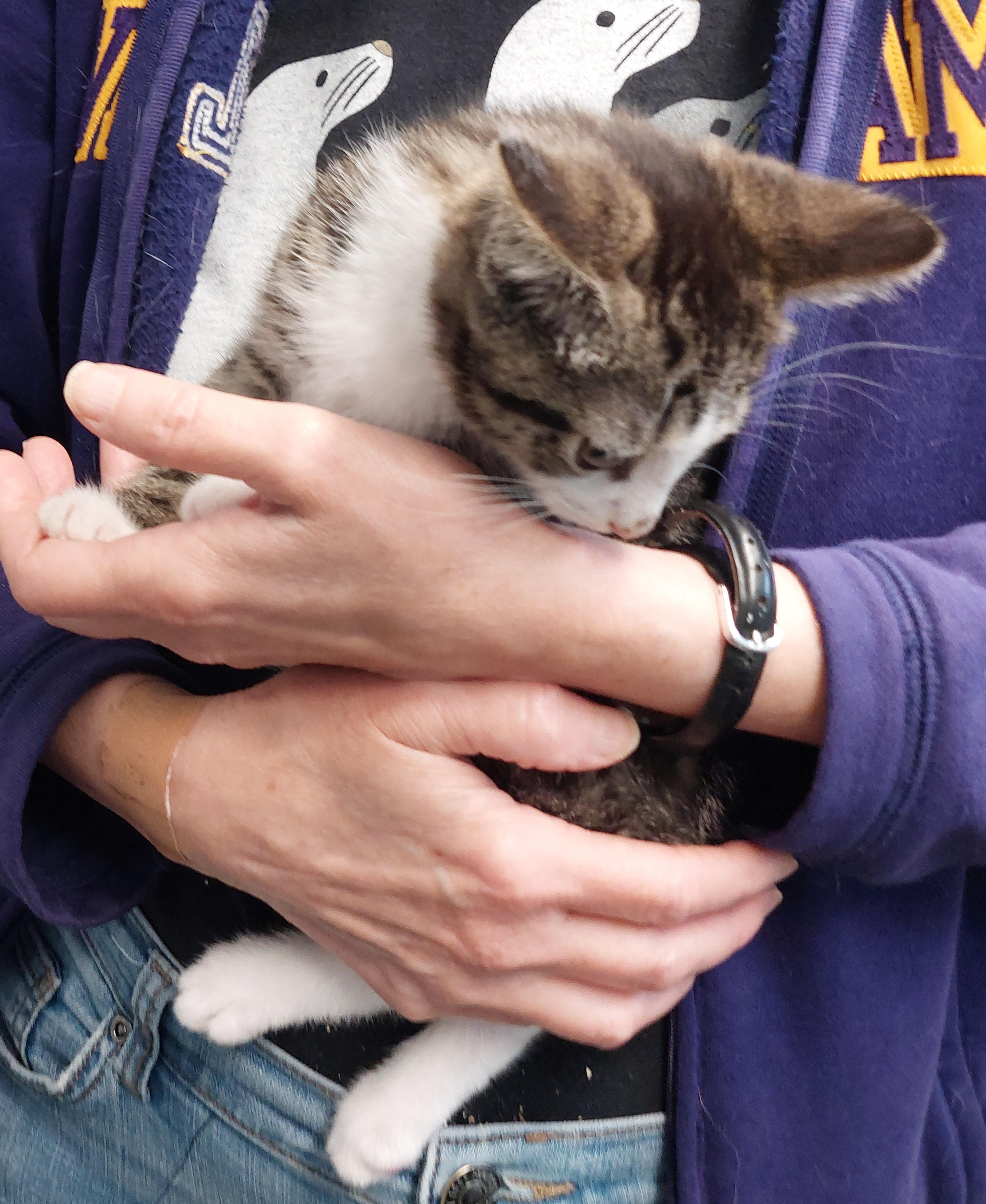 A baby medium-sized male Tabby (Gray / Blue / Silver) Domestic Short Hair cat named Zeno and Louie for adoption in Rehoboth, MA