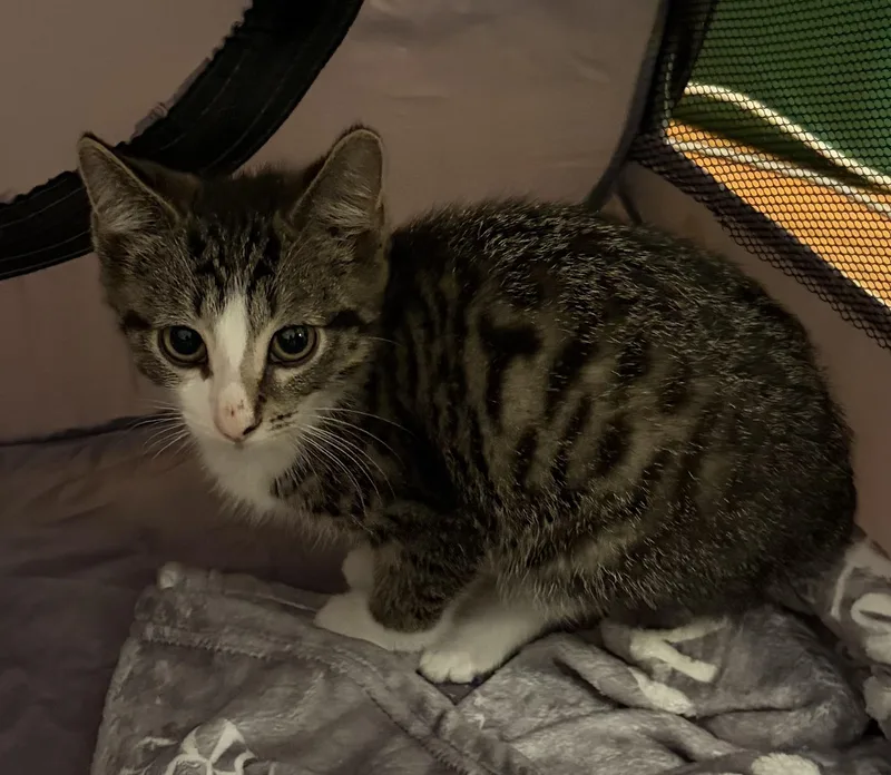 Zeno and Louie thumbnail 3