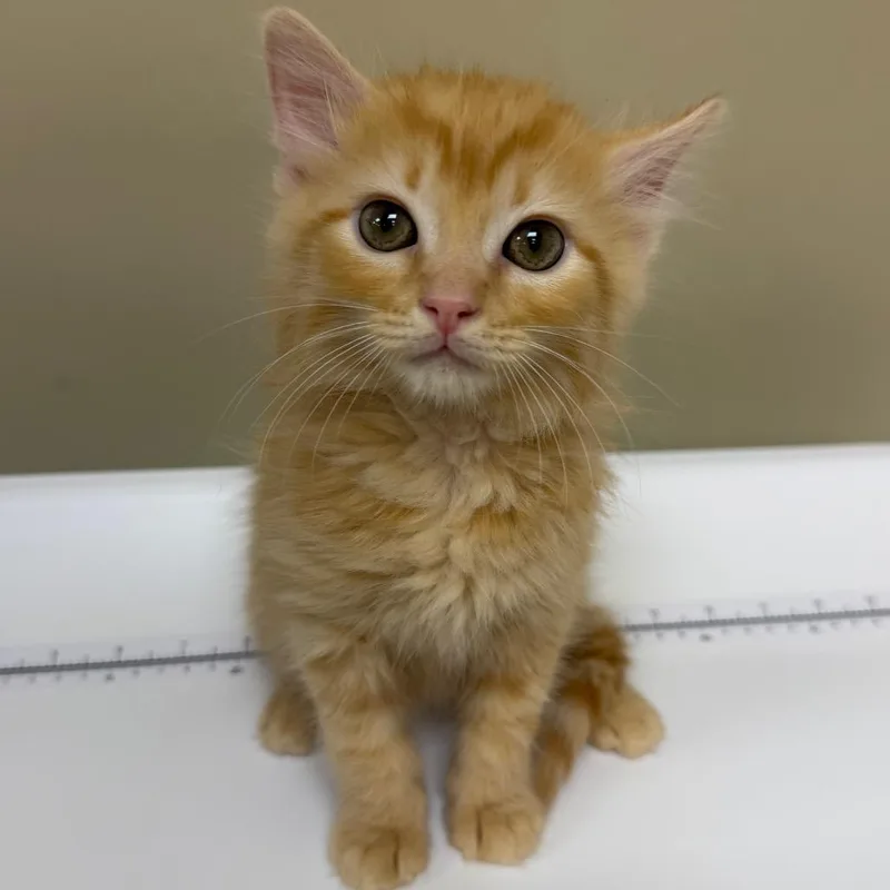 A baby small-sized male Orange / Red Domestic Long Hair cat named Fozzie for adoption in Birmingham, AL
