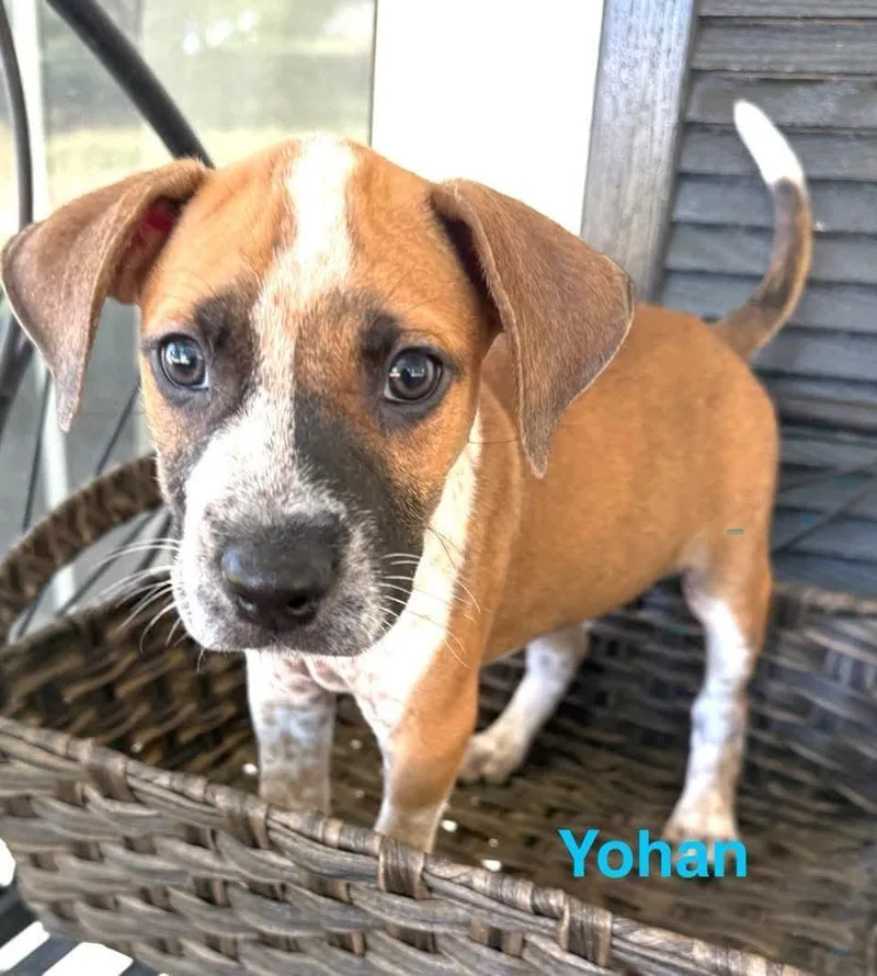 Yohan CS