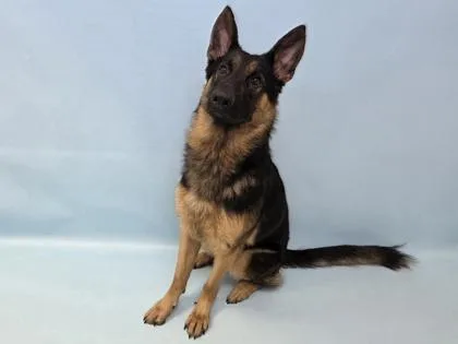 An adult large-sized male German Shepherd Dog dog named Kylo for adoption in Woodbury, MN
