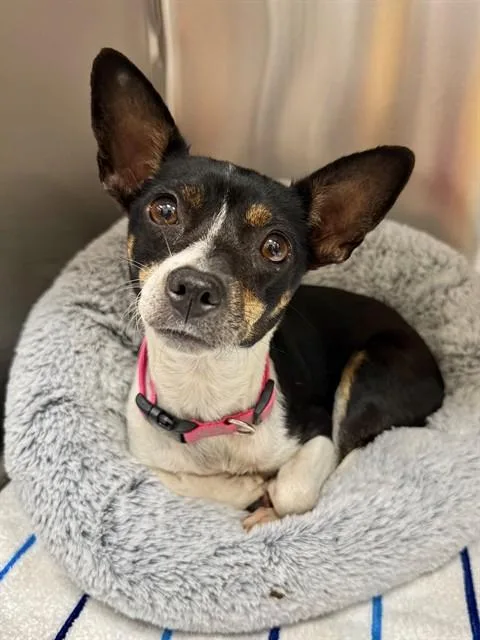 An adult medium-sized female Chihuahua dog named Minnie for adoption in Naples, FL