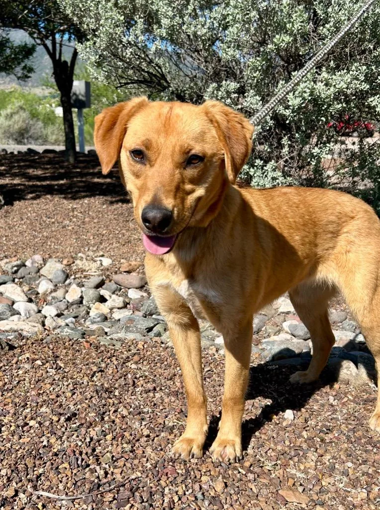 A young medium-sized female Golden Retriever dog named Nugget for adoption in Cottonwood, AZ